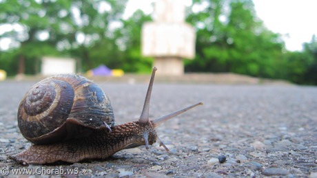 ��� ����� ������� ������ Snail[18].jpg?im